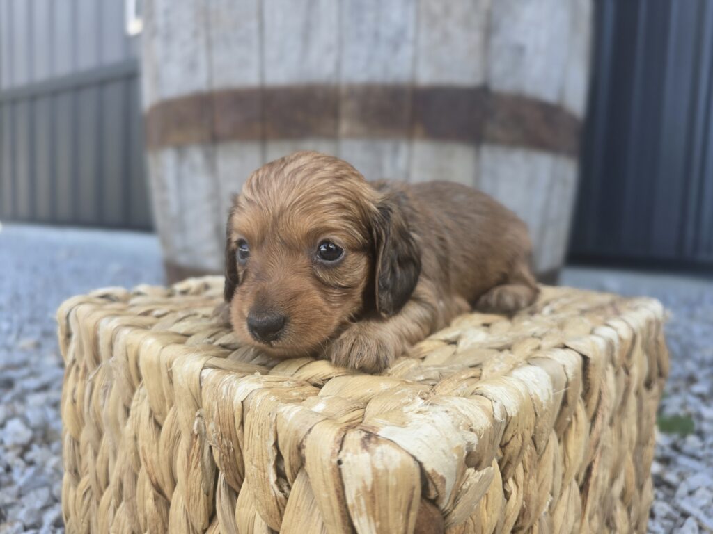 Juniper - Dachshund - Image 3