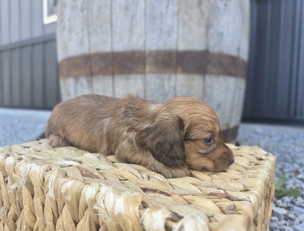 Juniper - Dachshund - Image 4