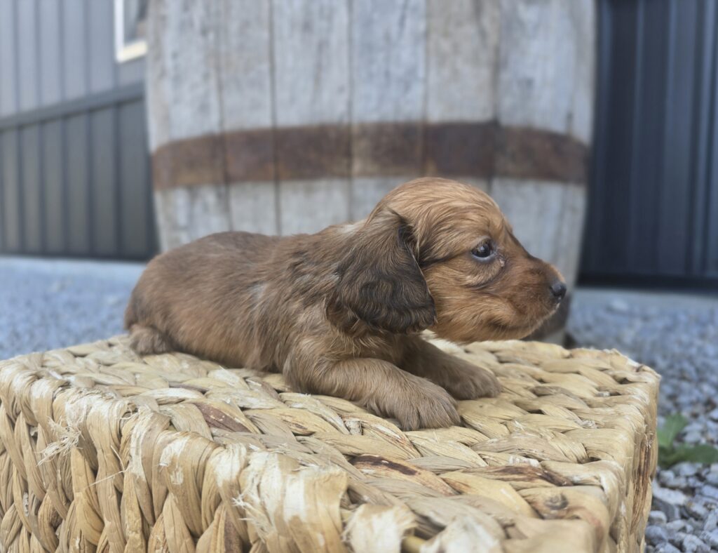Juniper - Dachshund - Image 5