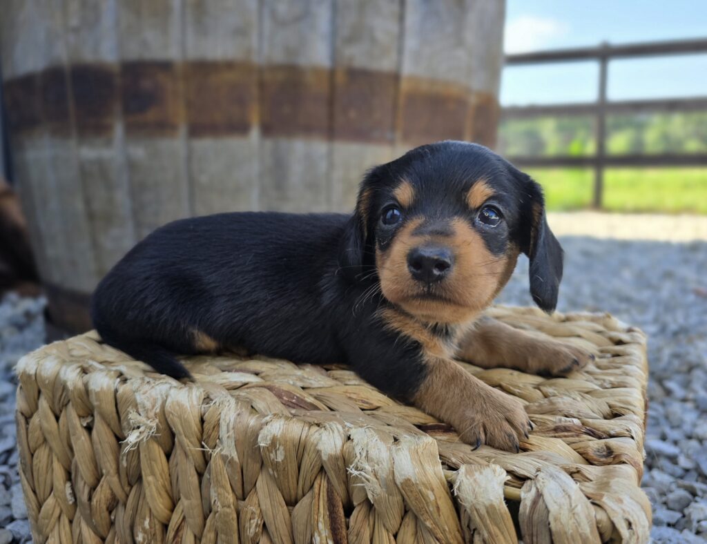 Chance - Dachshund - Image 2