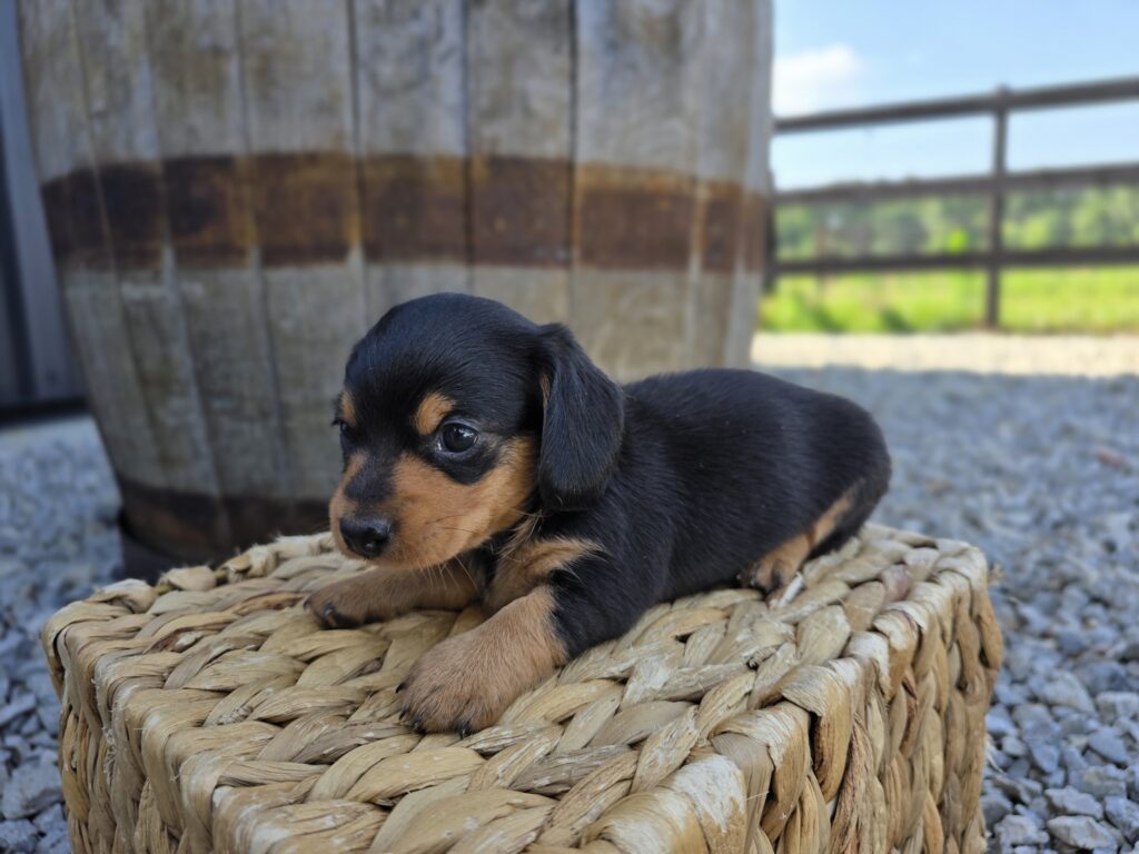 Chance - Dachshund - Image 3