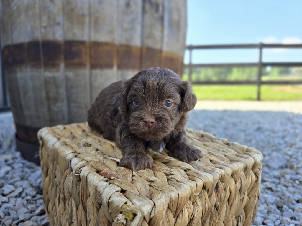Bug - ShihPoo - Image 3