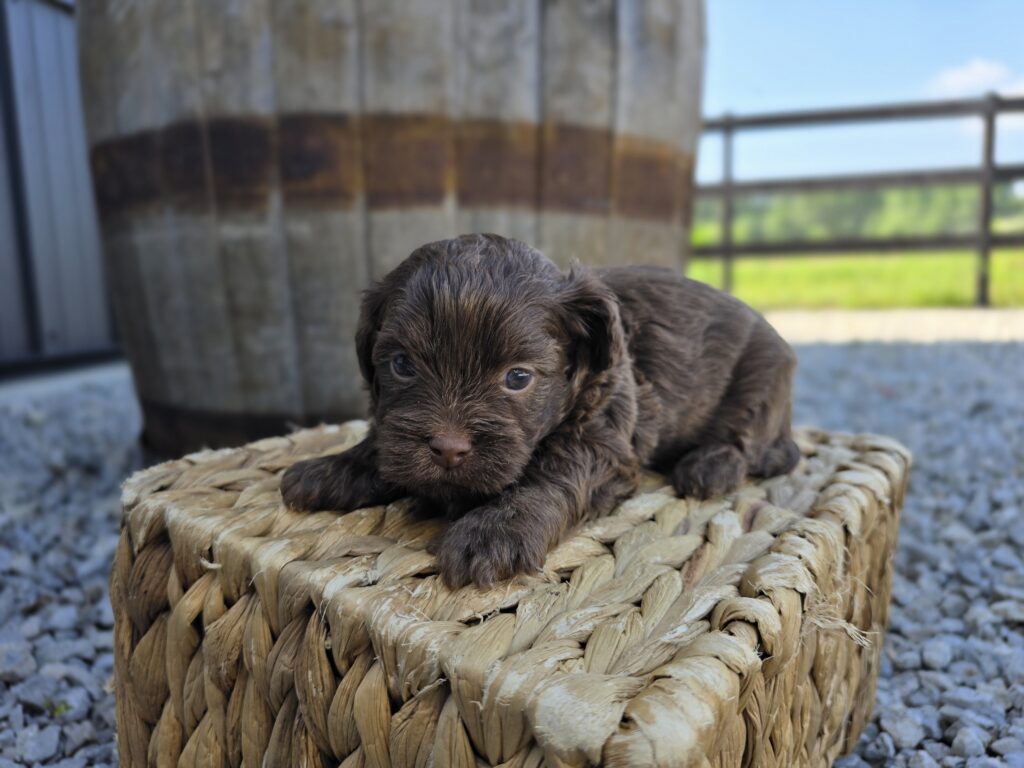 Bug - ShihPoo - Image 2