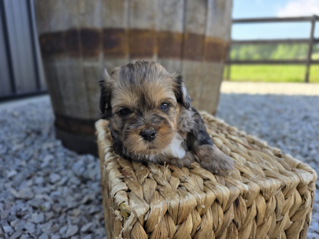 Nova - ShihPoo - Image 4