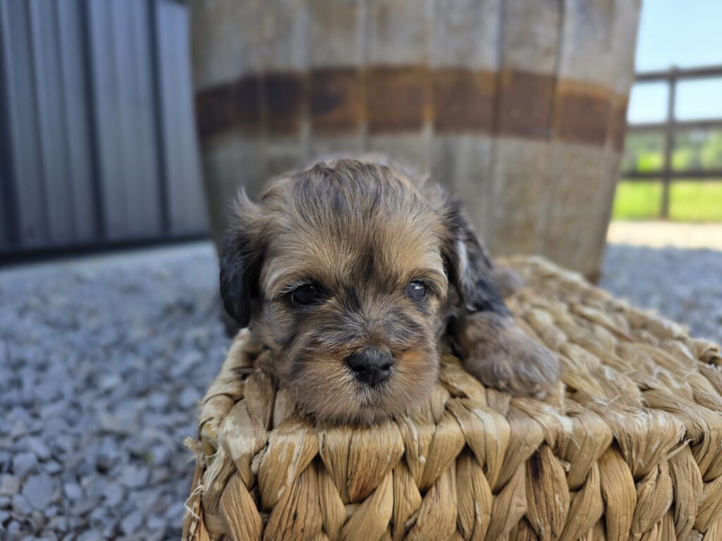 Nova - ShihPoo - Image 5
