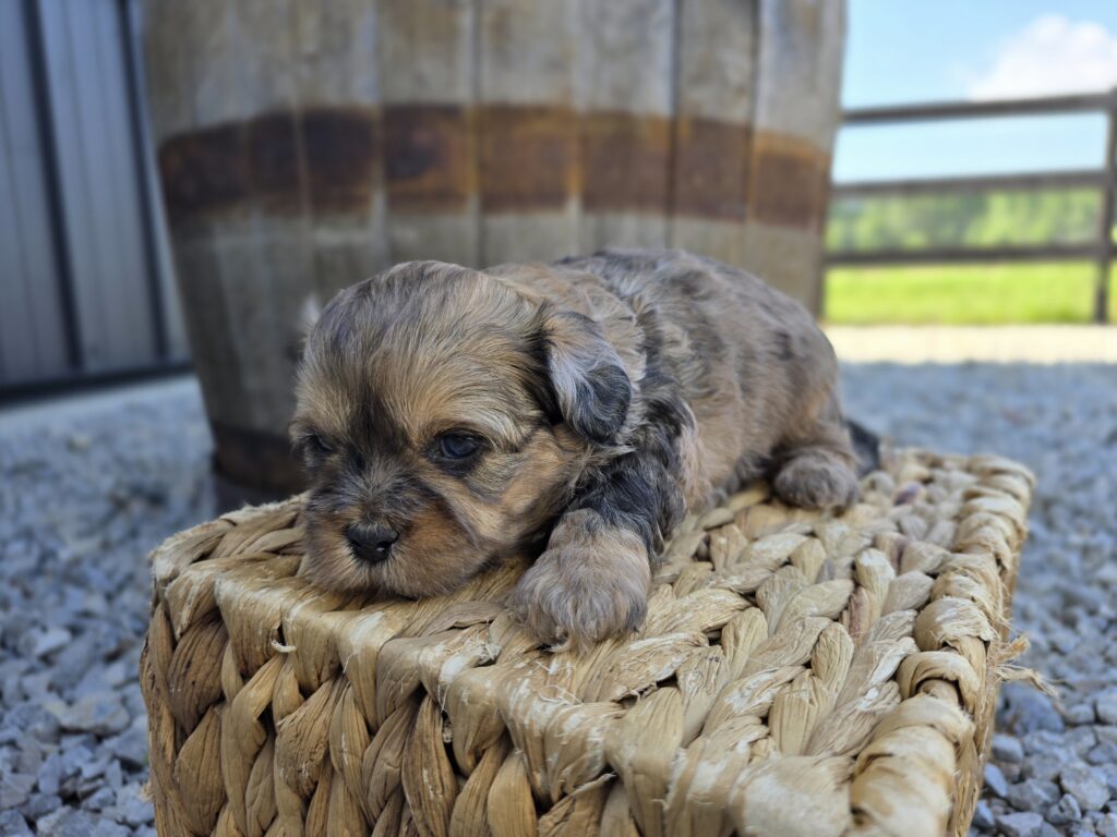 Nova - ShihPoo - Image 6
