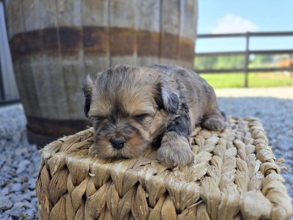 Nova - ShihPoo - Image 7