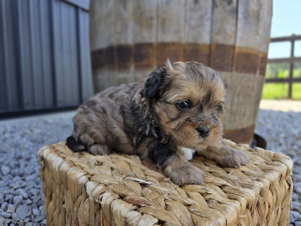Nova - ShihPoo - Image 2