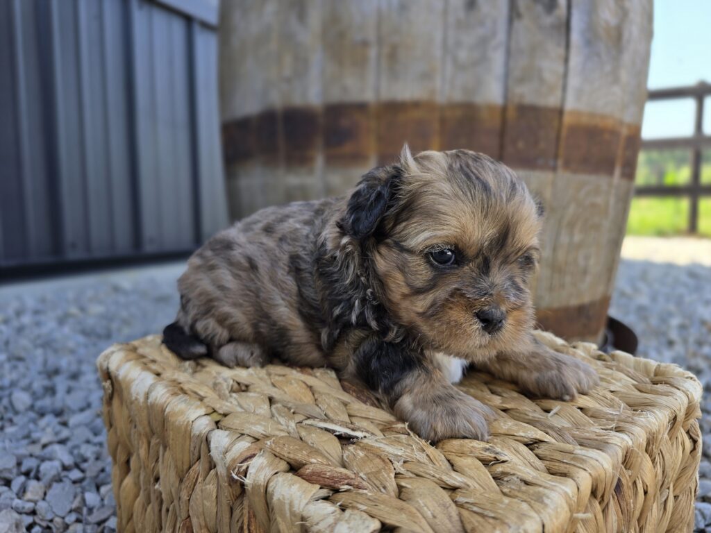 Nova - ShihPoo - Image 3