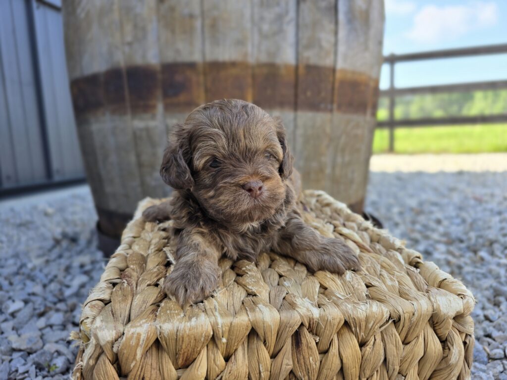 Latte - ShihPoo - Image 2