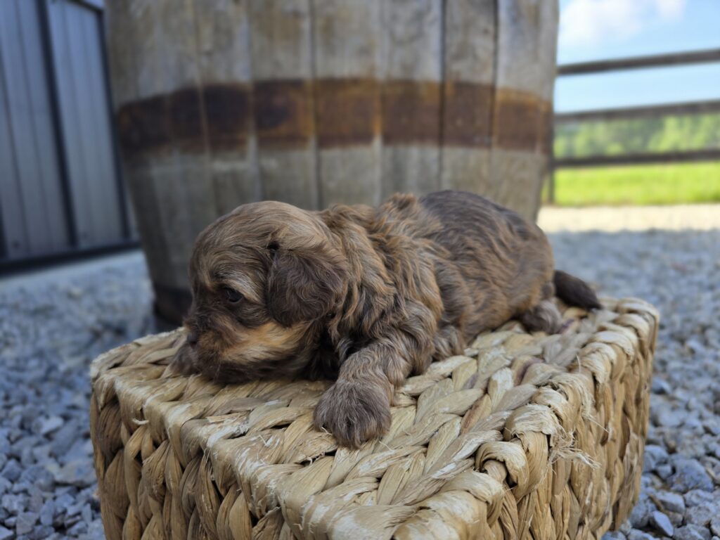 Latte - ShihPoo - Image 4