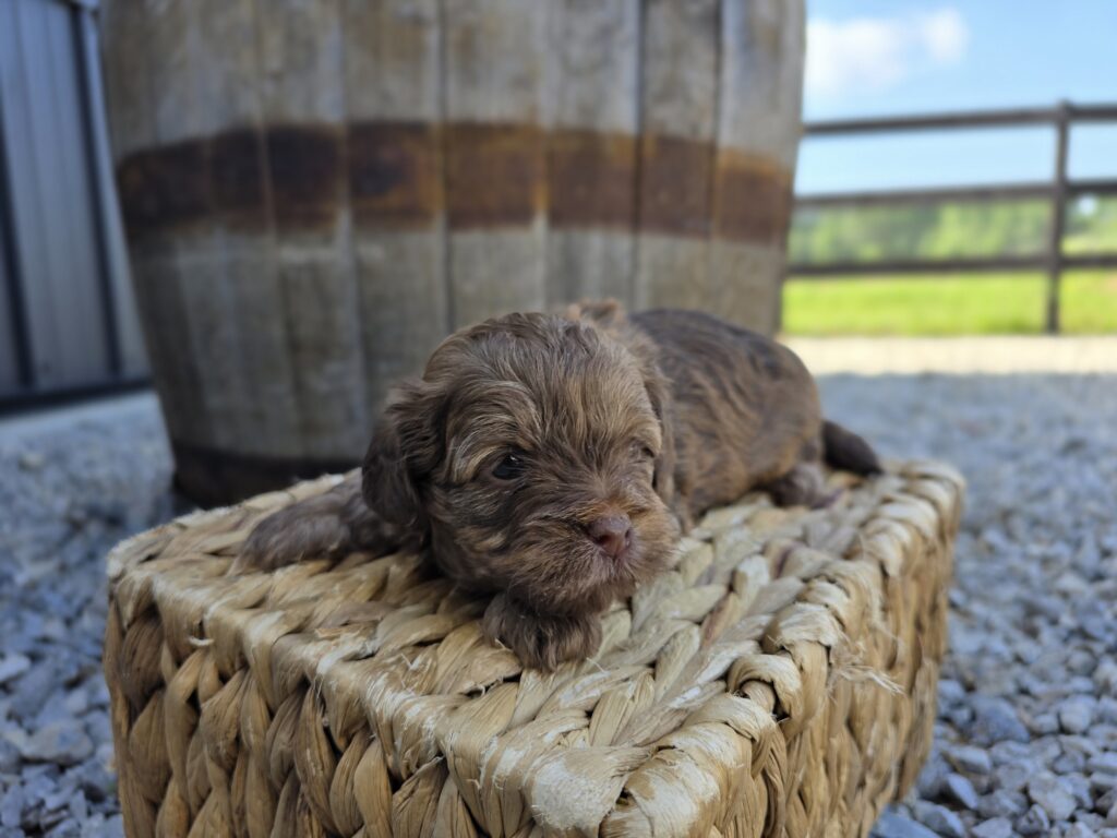 Latte - ShihPoo - Image 5