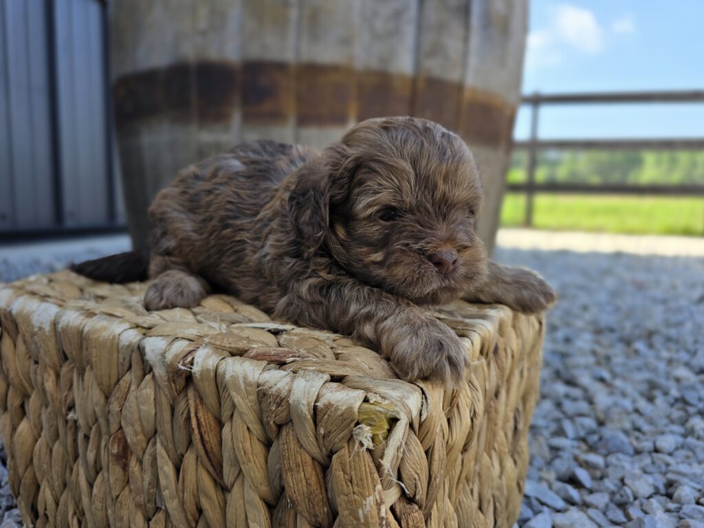 Latte - ShihPoo - Image 7