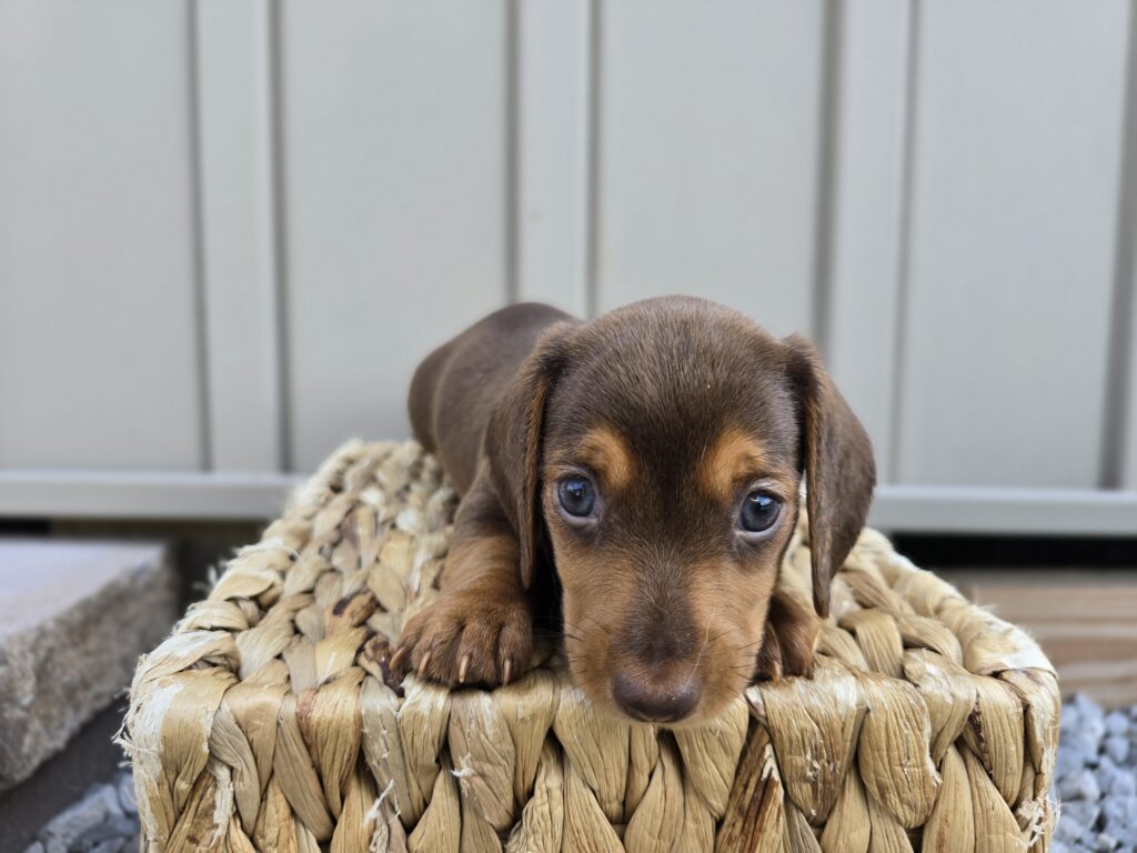 Mist - Dachshund - Image 2