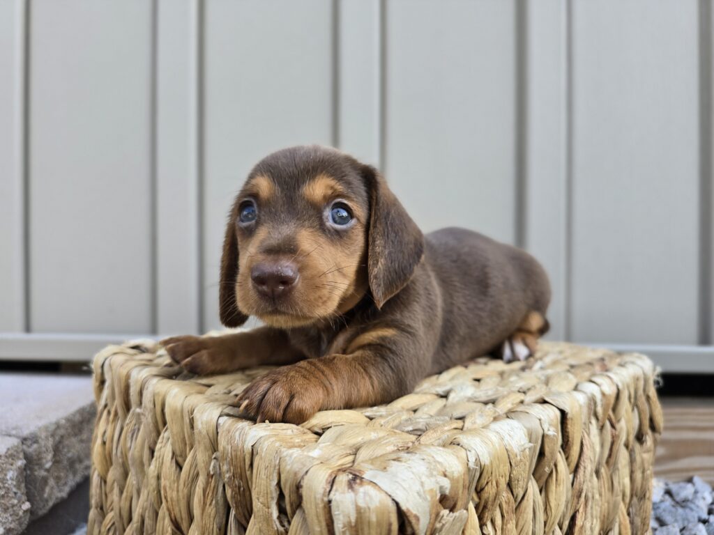 Mist - Dachshund - Image 4