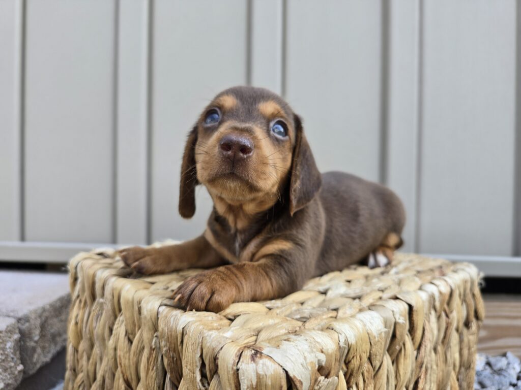 Mist - Dachshund - Image 5