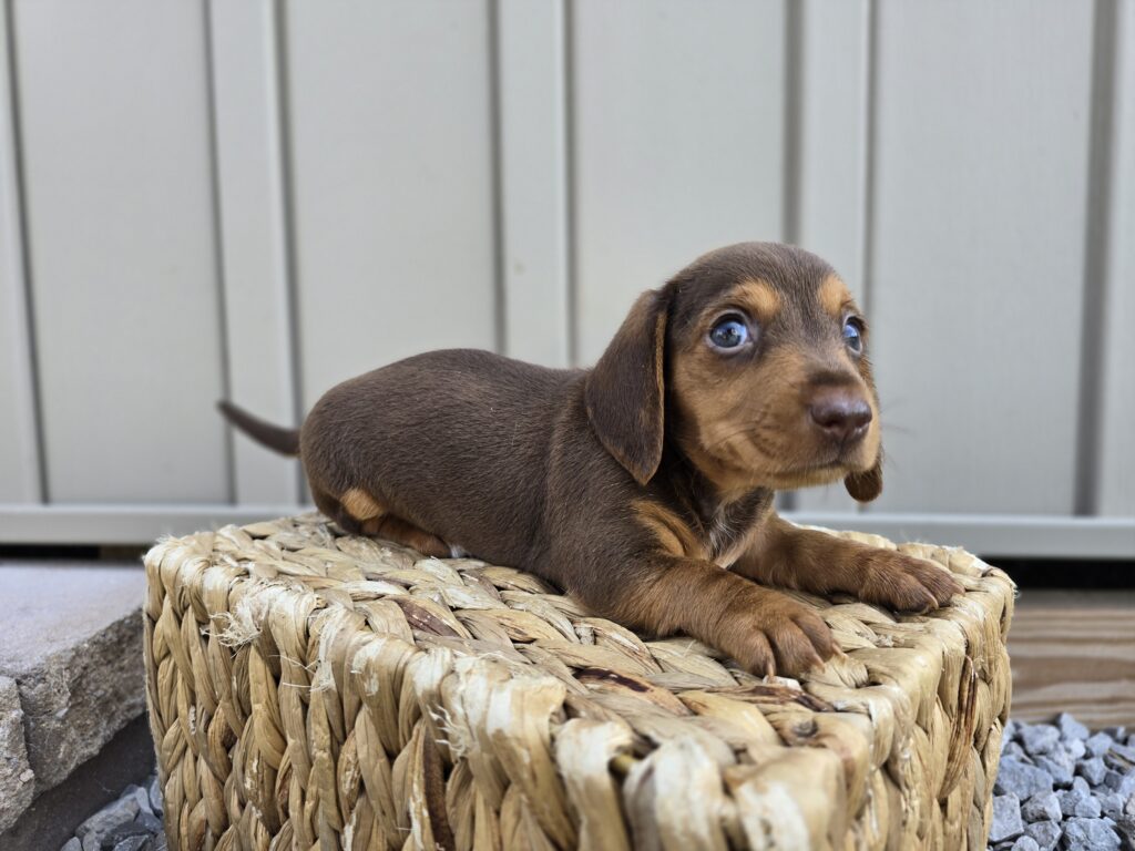 Mist - Dachshund - Image 6