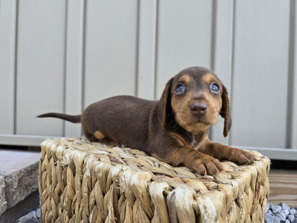 Mist - Dachshund - Image 7