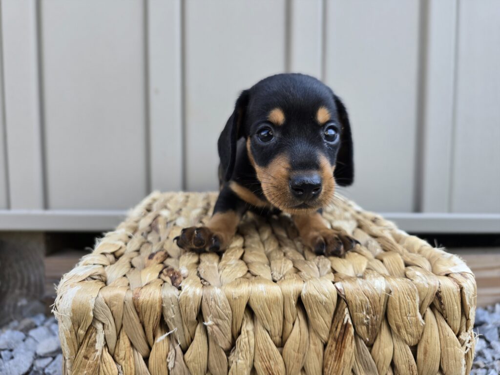 Stitch - Dachshund - Image 3
