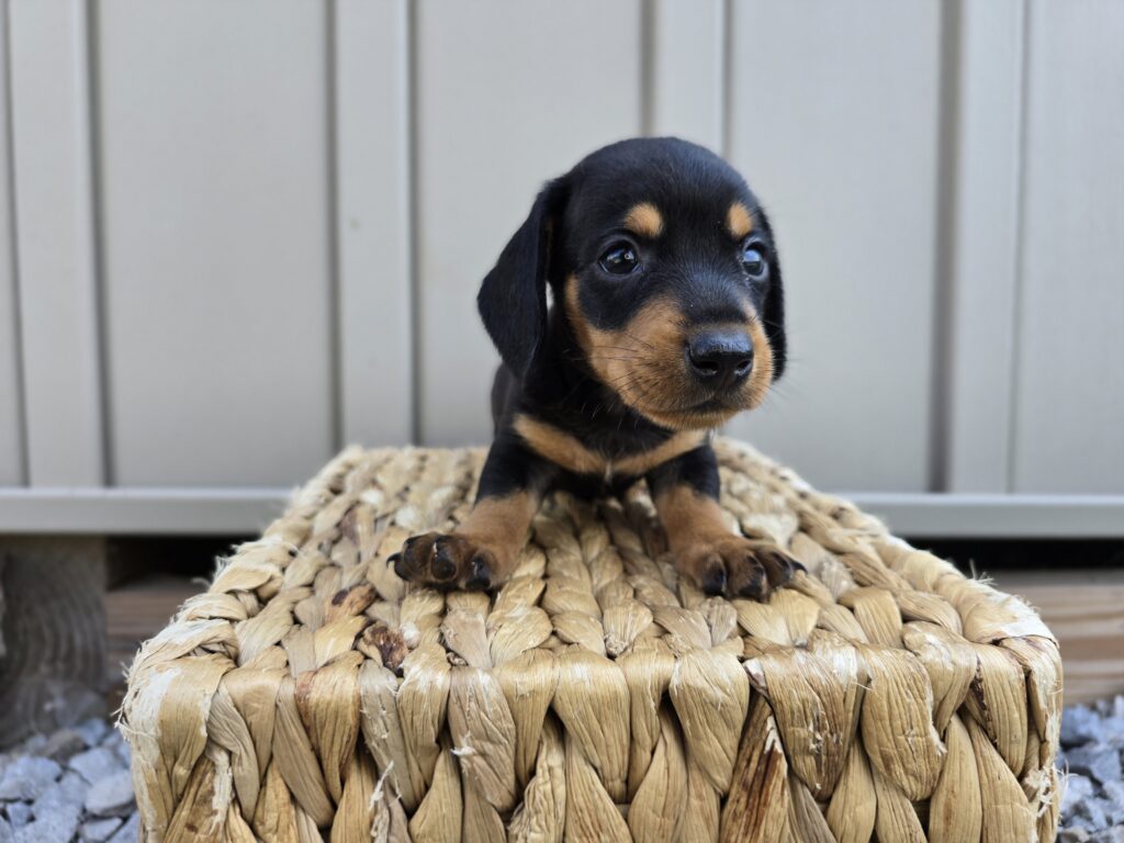 Stitch - Dachshund - Image 2