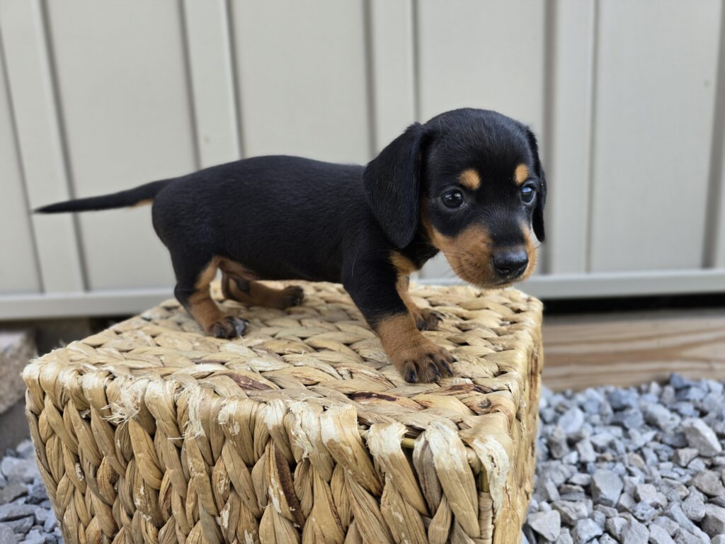Stitch - Dachshund - Image 6