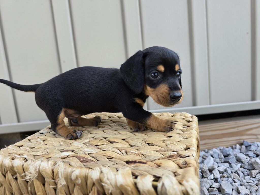 Stitch - Dachshund - Image 7