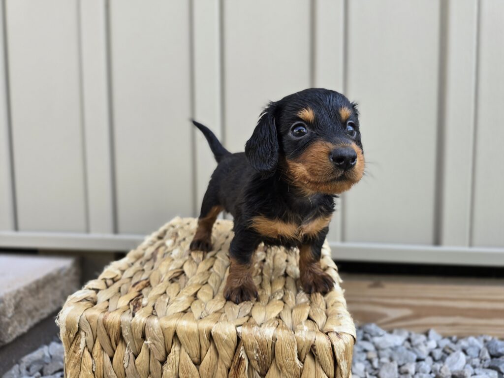 Thorn - Dachshund - Image 2