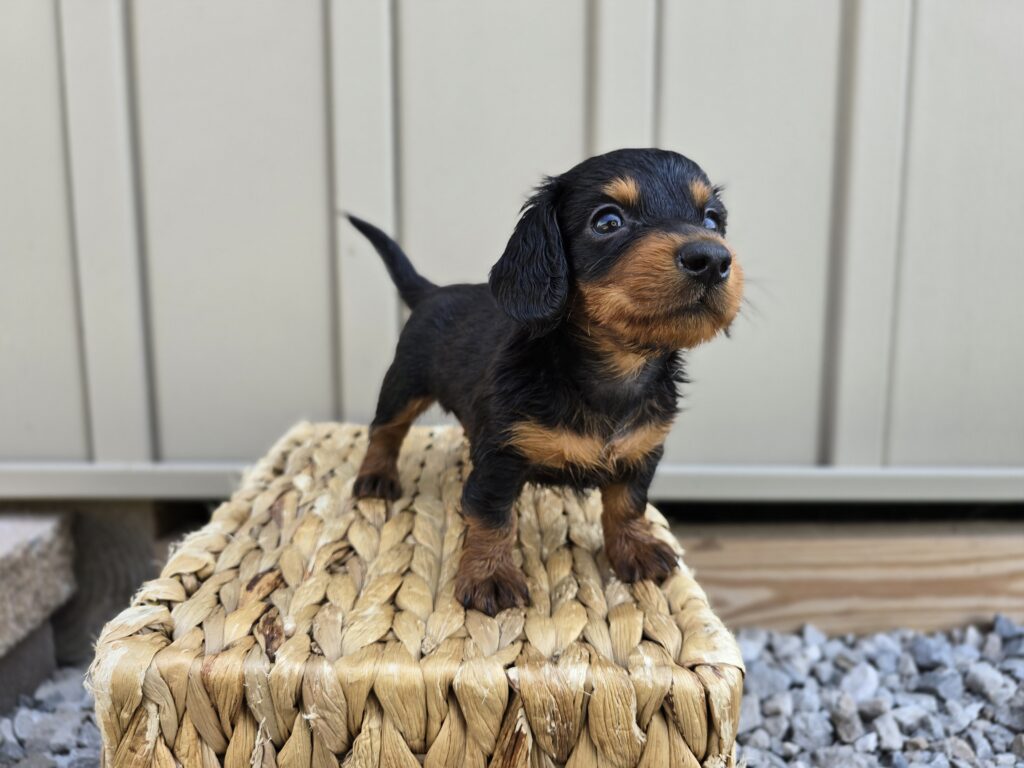 Thorn - Dachshund - Image 4
