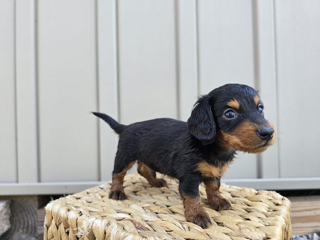 Thorn - Dachshund - Image 5