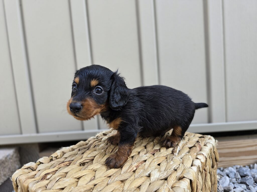 Thorn - Dachshund - Image 6