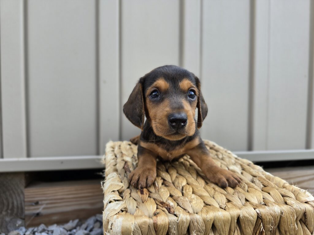 Kite - Dachshund - Image 3