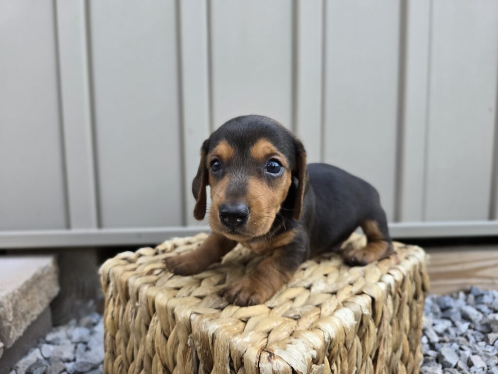 Kite - Dachshund - Image 4