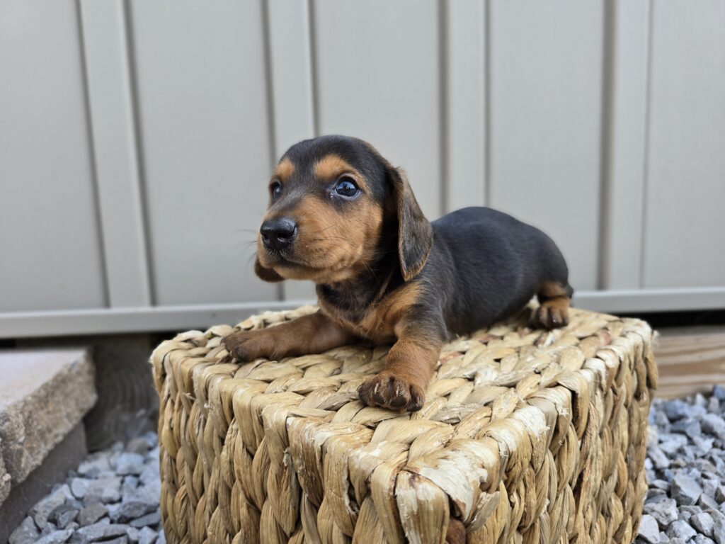 Kite - Dachshund - Image 5