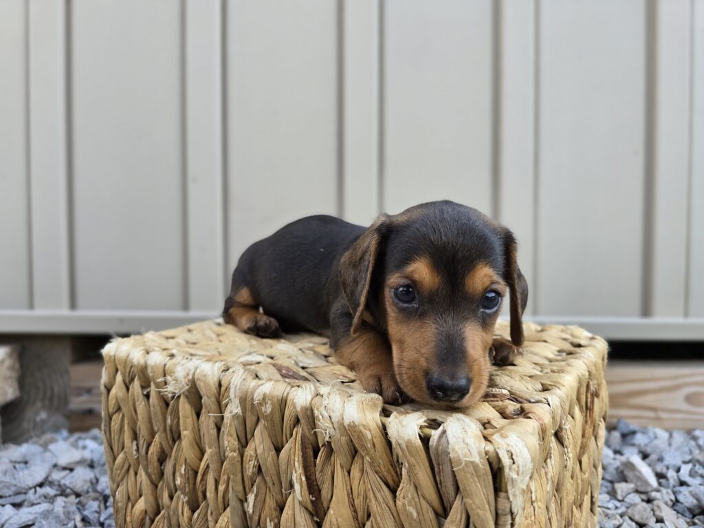Kite - Dachshund - Image 6