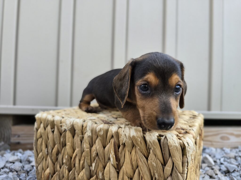 Kite - Dachshund - Image 7