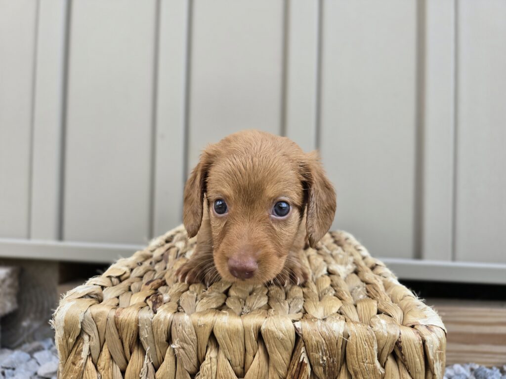 Tide - Dachshund - Image 2