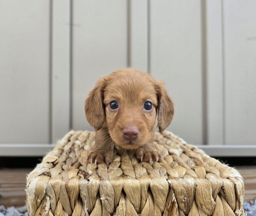 Tide - Dachshund - Image 3