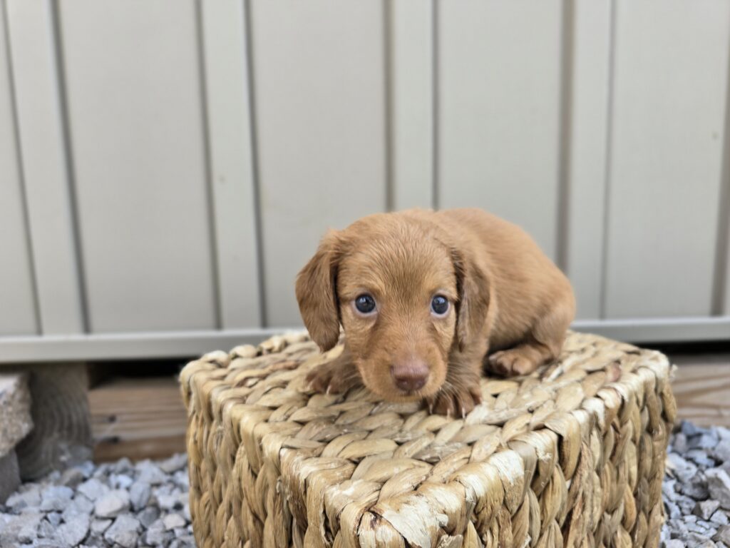 Tide - Dachshund - Image 5