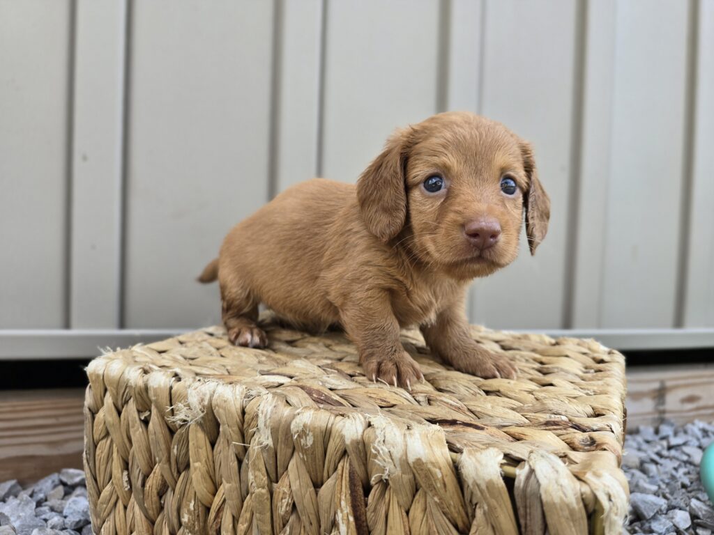 Tide - Dachshund - Image 6