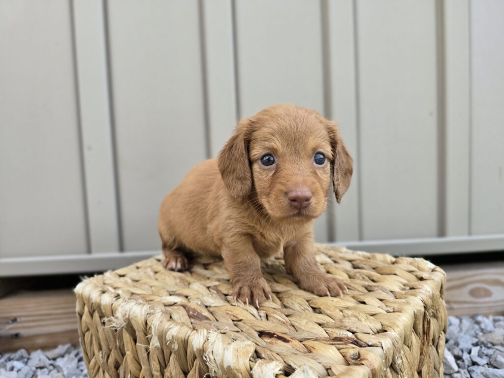 Tide - Dachshund - Image 7