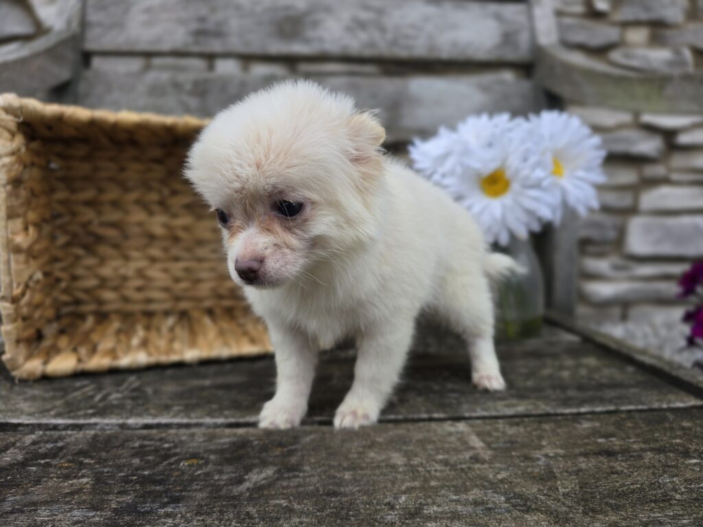 Kelsey - Chihuahua - Image 3