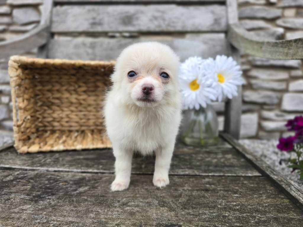[#2512-04]  - White F Chihuahua Puppies For Sale