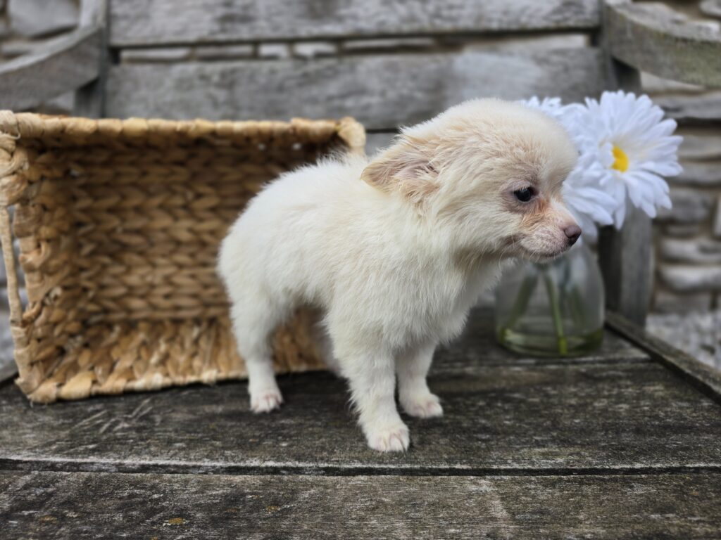 Kelsey - Chihuahua - Image 2