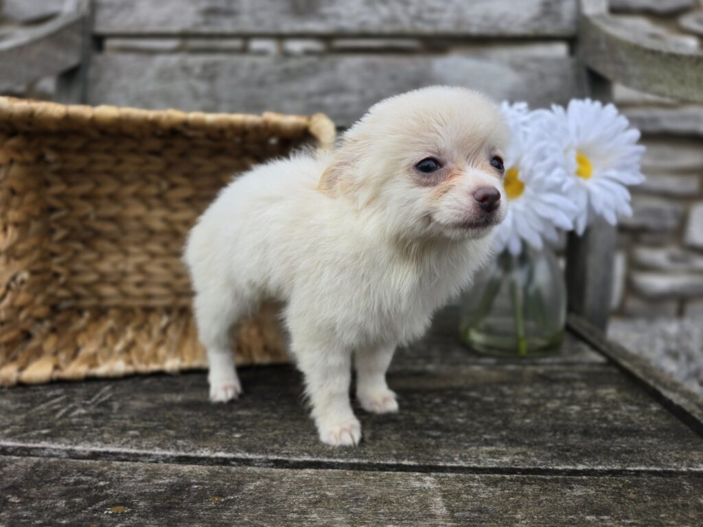 Kelsey - Chihuahua - Image 4