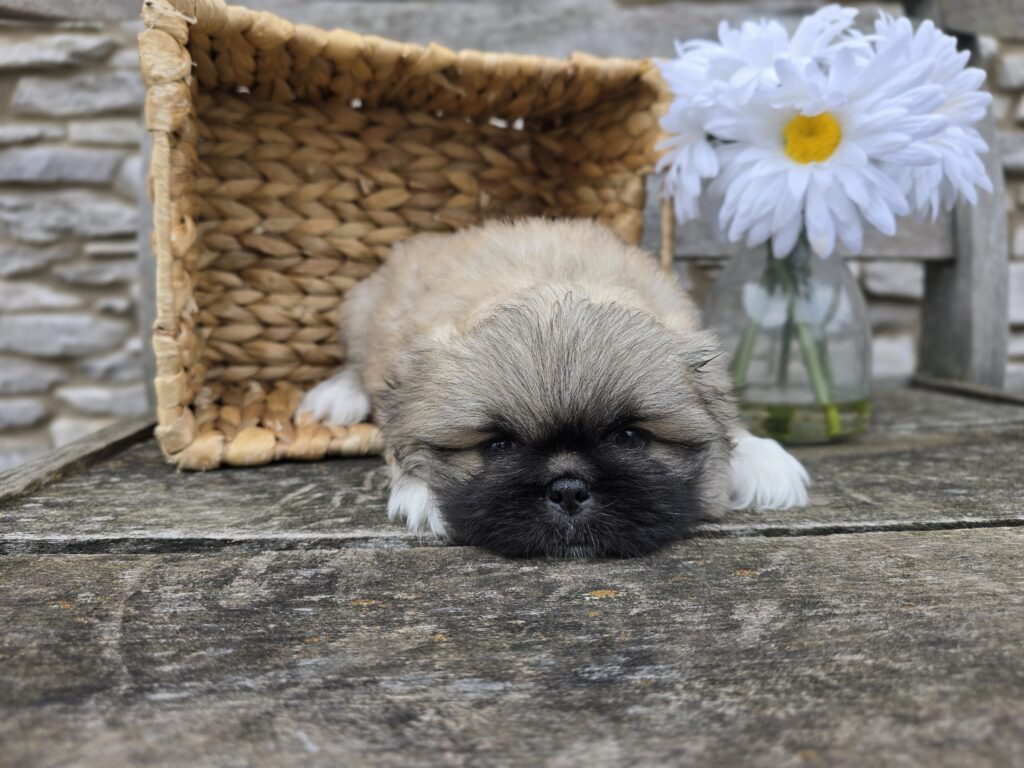 Quill - Pekingese - Image 3