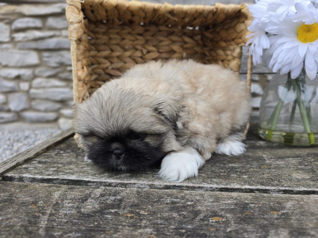 Quill - Pekingese - Image 2