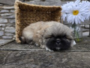 Pekingese