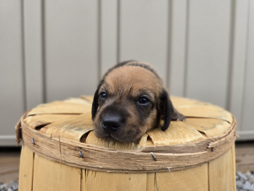 Galaxy - Dachshund - Image 2