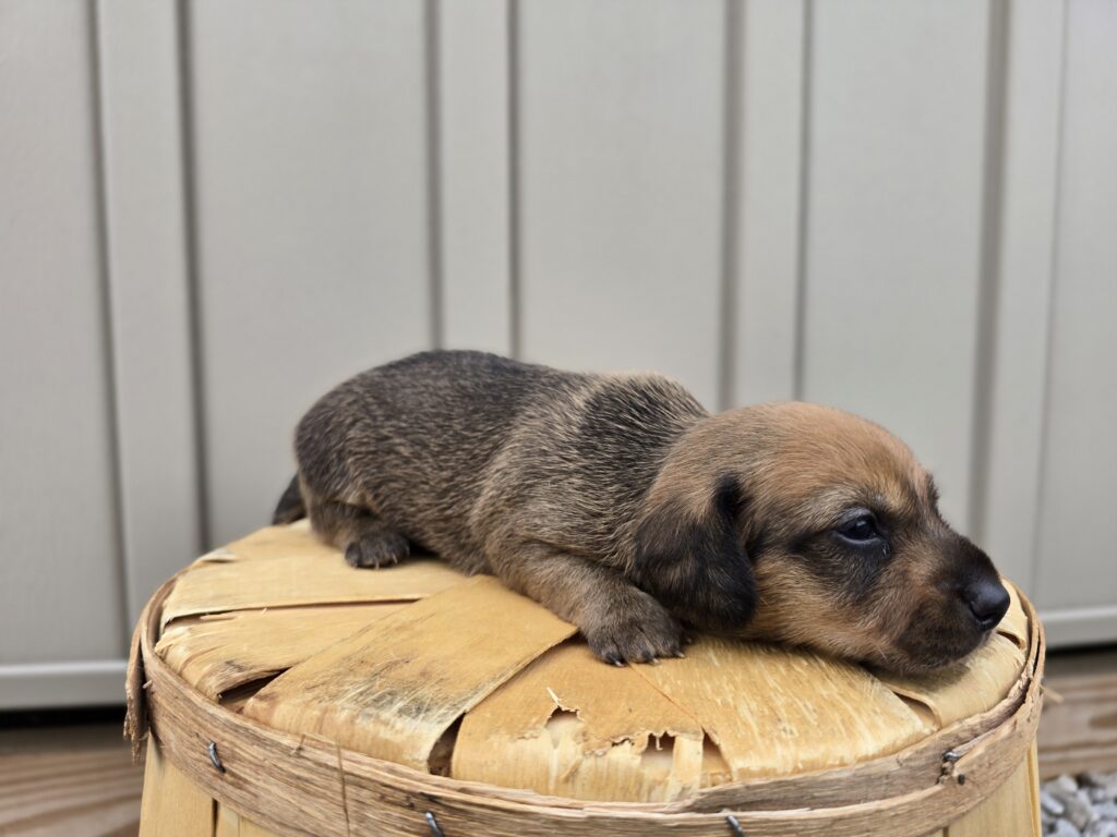 Galaxy - Dachshund - Image 3