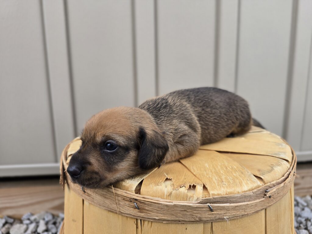 Galaxy - Dachshund - Image 4